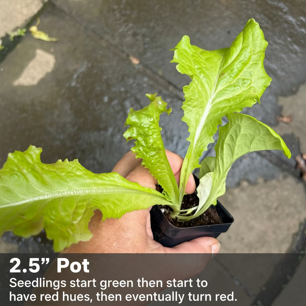 Merlot Lettuce Live Plants – Deep Red, Heat-Tolerant, Gourmet Salad Green