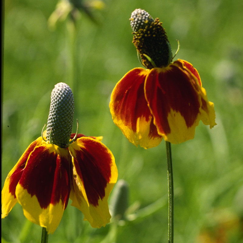 Mexican Hat (pack) - Blessings Grow Meadows