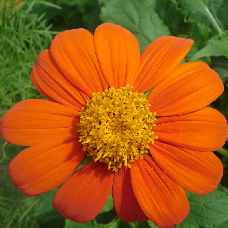 Mexican Sunflower (1/4 lb) - Blessings Grow Meadows