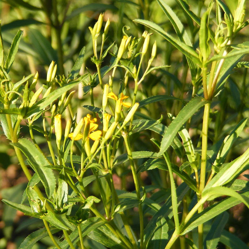 Mexican Tarragon Seeds (Organic) - Blessings Grow Meadows