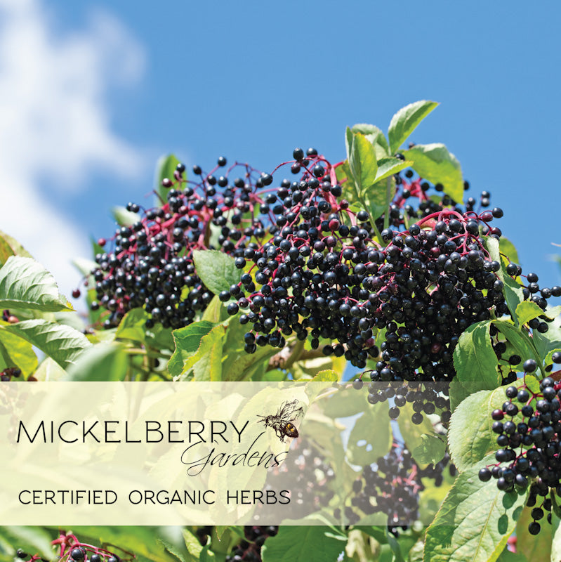 Elderberry Immune Support Spray - Mickelberry Gardens ~ Blessings Grow Meadows