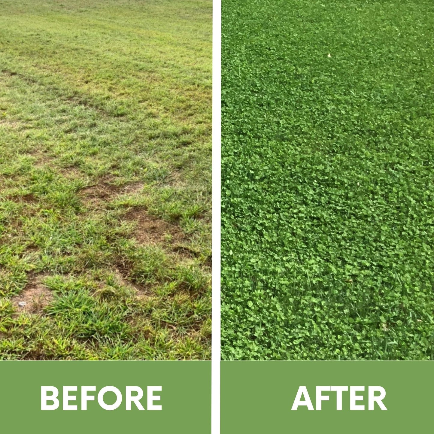 Micro Clover Seed Eco-Spread Carton - Blessings Grow Meadows