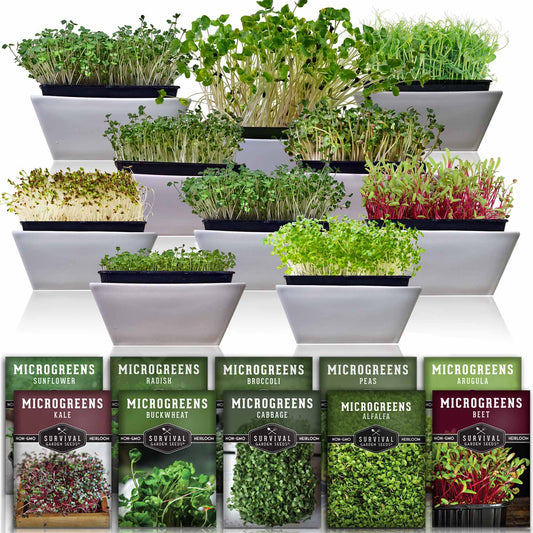 10-Variety Heirloom Microgreen Seed Pack – Non-GMO Seeds for Indoor Growing, Sprouting & Year-Round Nutrition - SurvivalGardenSeeds ~ Blessings Grow Meadows
