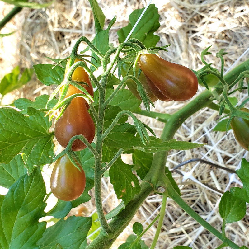 Midnight Pear Tomato Seeds (Organic) - Blessings Grow Meadows