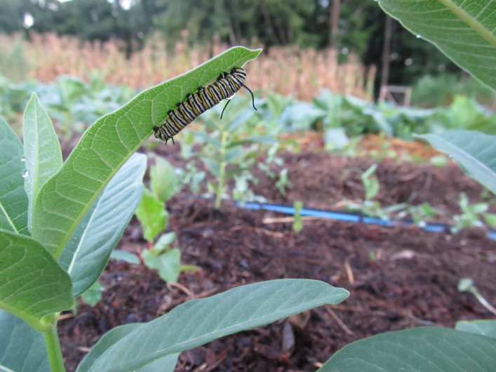 Milkweed Art Pack - Blessings Grow Meadows -