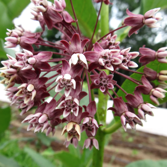 Milkweed Art Pack - Blessings Grow Meadows