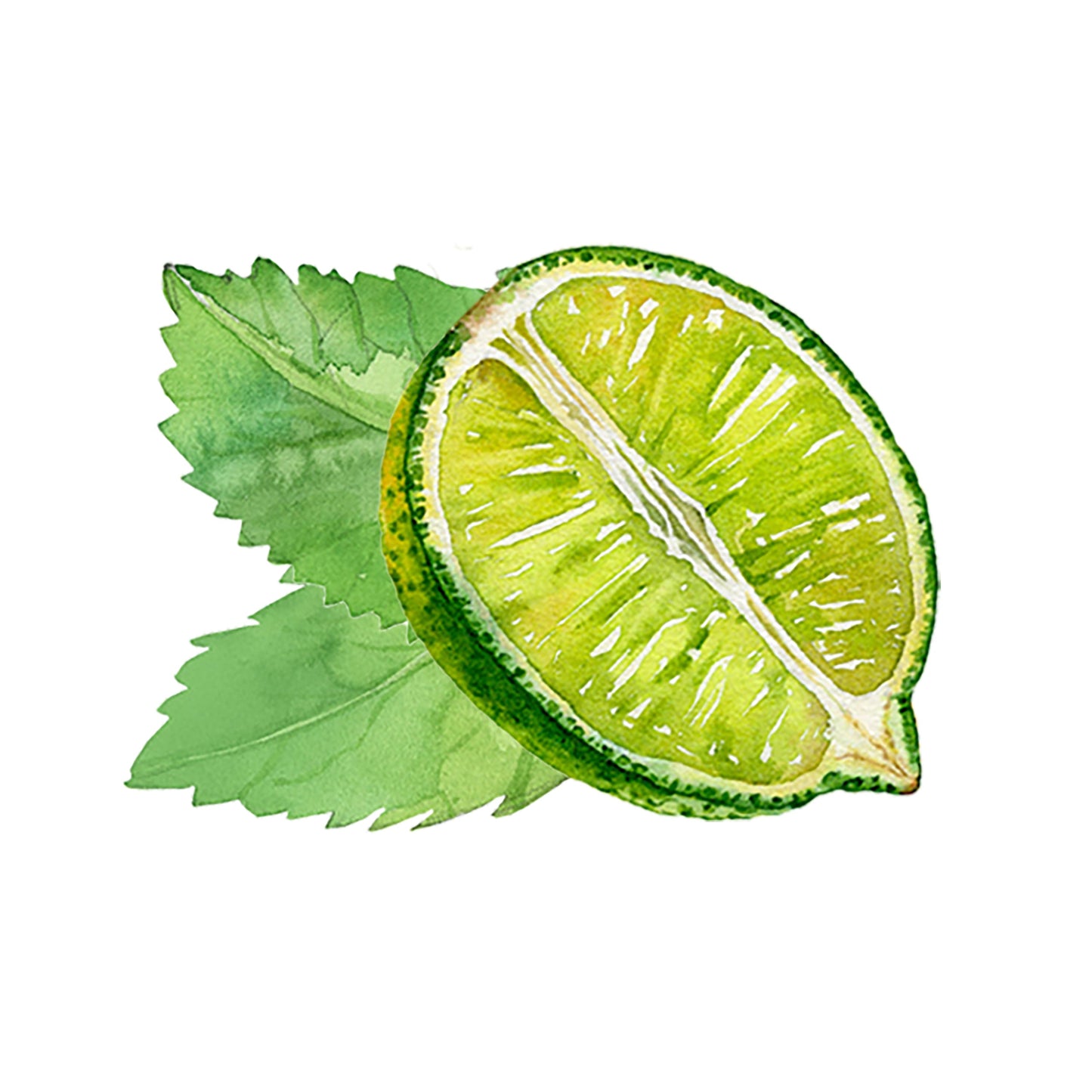 A watercolor of a halved lime with two mint leaves, set against a white background, evokes the refreshing scent of Rustic Strength’s Mint & Lime Essential Oil Blend.