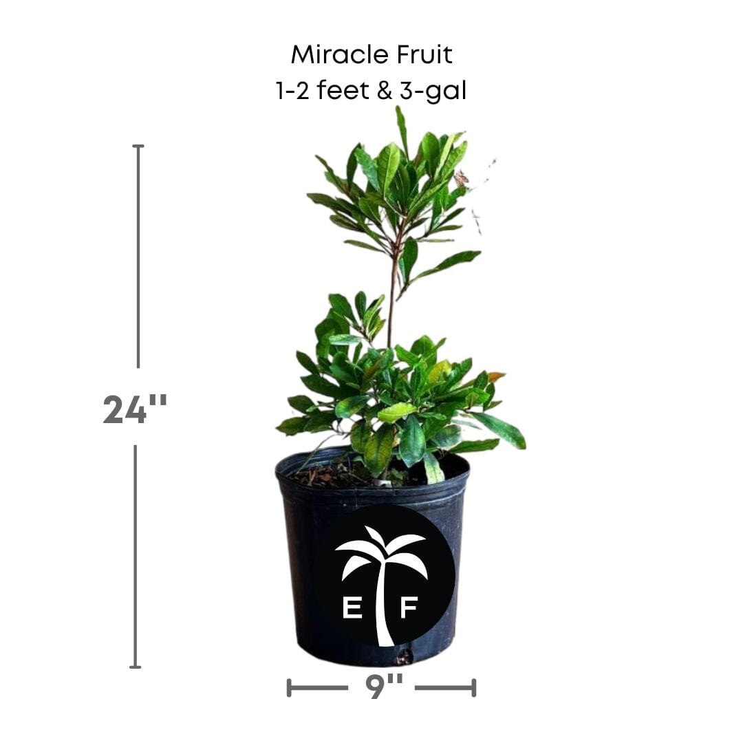 Miracle Fruit Plant (Miracle Berry Tree) - Blessings Grow Meadows