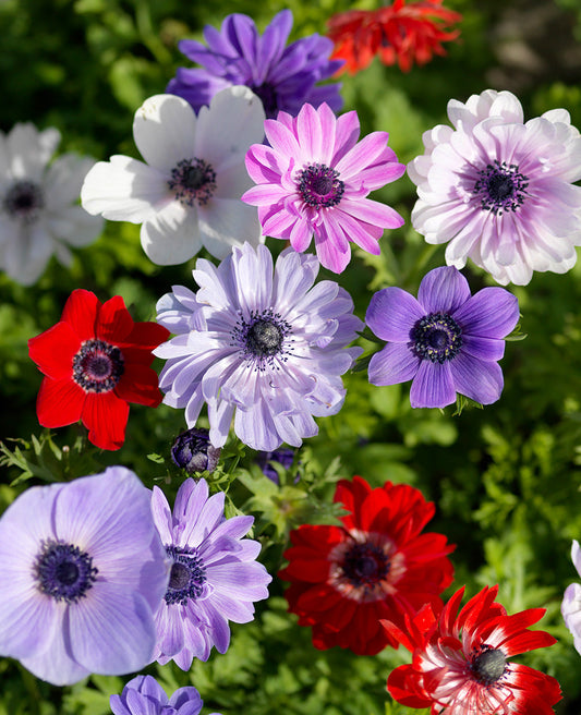 Colorful mixed Anemone Coronaria flowers from BloomingBulb, showcasing vibrant blooms and lush green foliage.