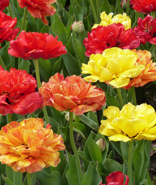 Cluster of vibrant mixed double late tulips from BloomingBulb in full bloom, showcasing bright pink, red, and yellow petals.