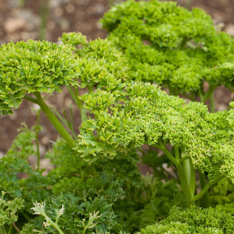 Moss Curled Parsley (Organic) - Blessings Grow Meadows