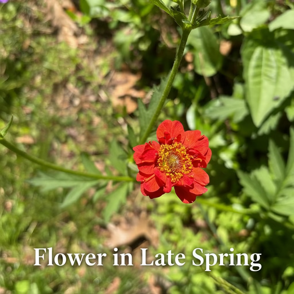 Geum 'Mrs. J. Bradshaw' (Feuerball) Live Plants – Semi-Double Red Blooms, Perennial, Zones 4–10