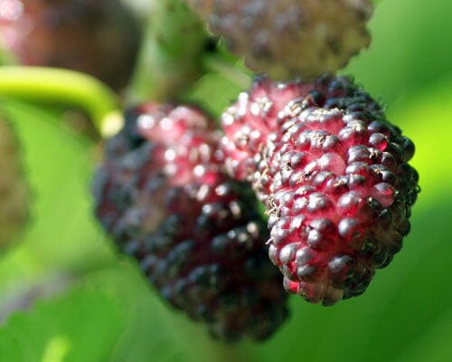 Mulberry Dwarf Everbearing Tree - Blessings Grow Meadows -