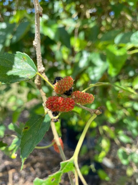 Mulberry Dwarf Everbearing Tree - Blessings Grow Meadows -