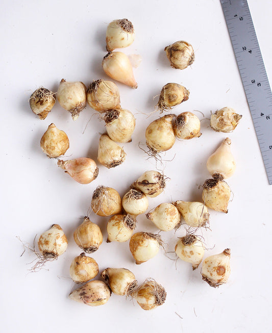 Cluster of 30 mixed Muscari bulbs from BloomingBulb, ready for planting in a garden or flower bed.
