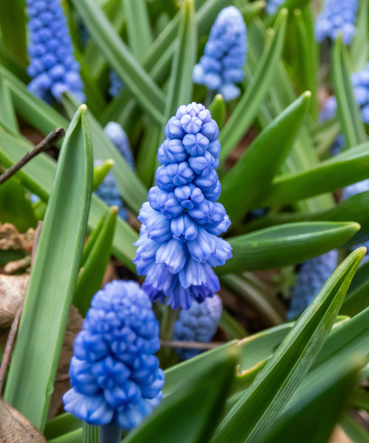 Azureum Muscari - 10 bulbs