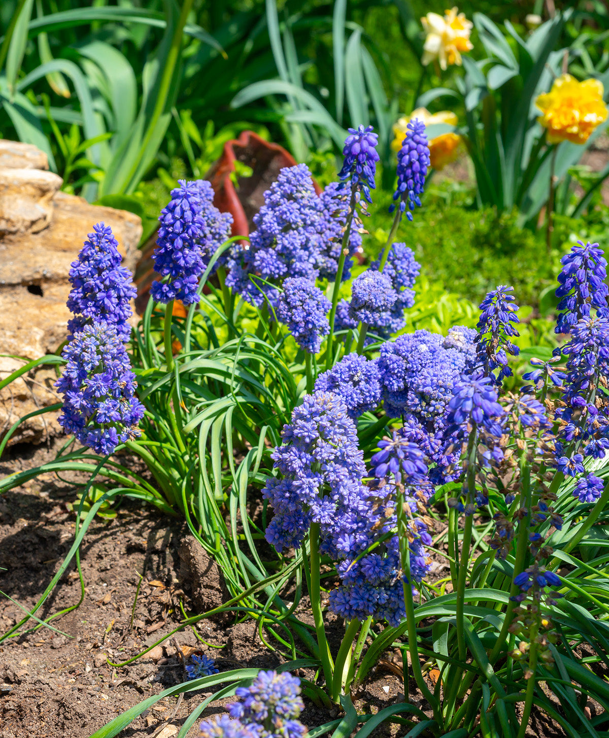 Fantasy Creation Muscari armeniacum - 10 bulbs