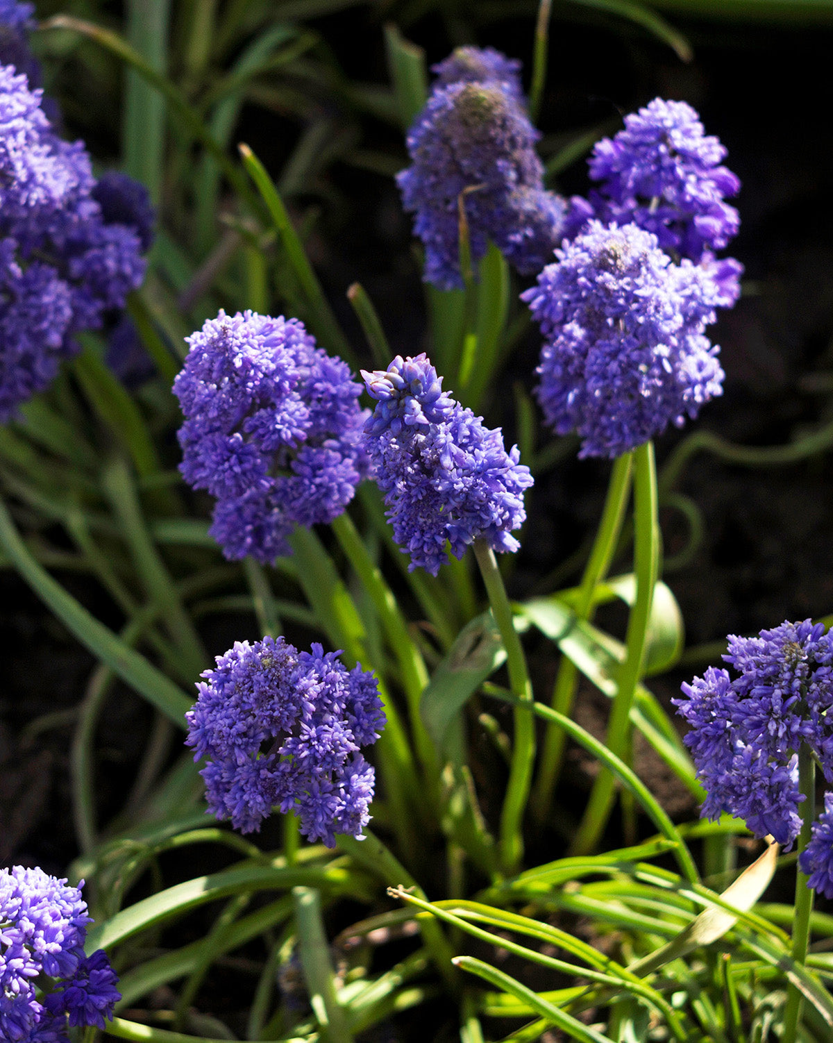 Fantasy Creation Muscari armeniacum - 10 bulbs