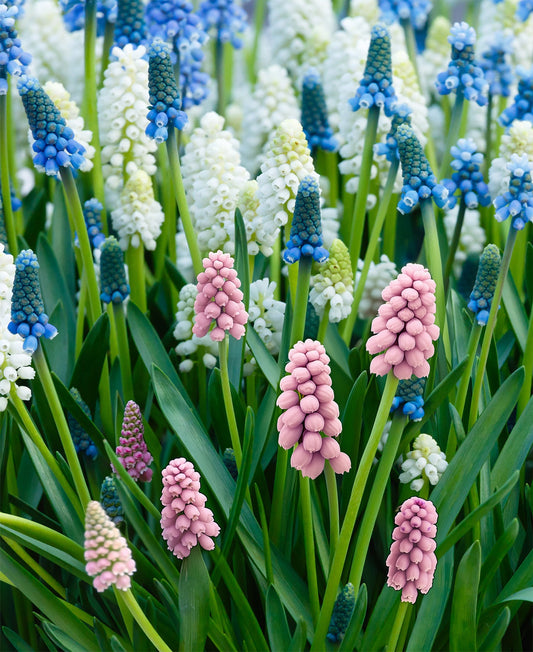 Mixed Muscari bulbs from BloomingBulb showing vibrant blue and purple flower clusters ready for planting.