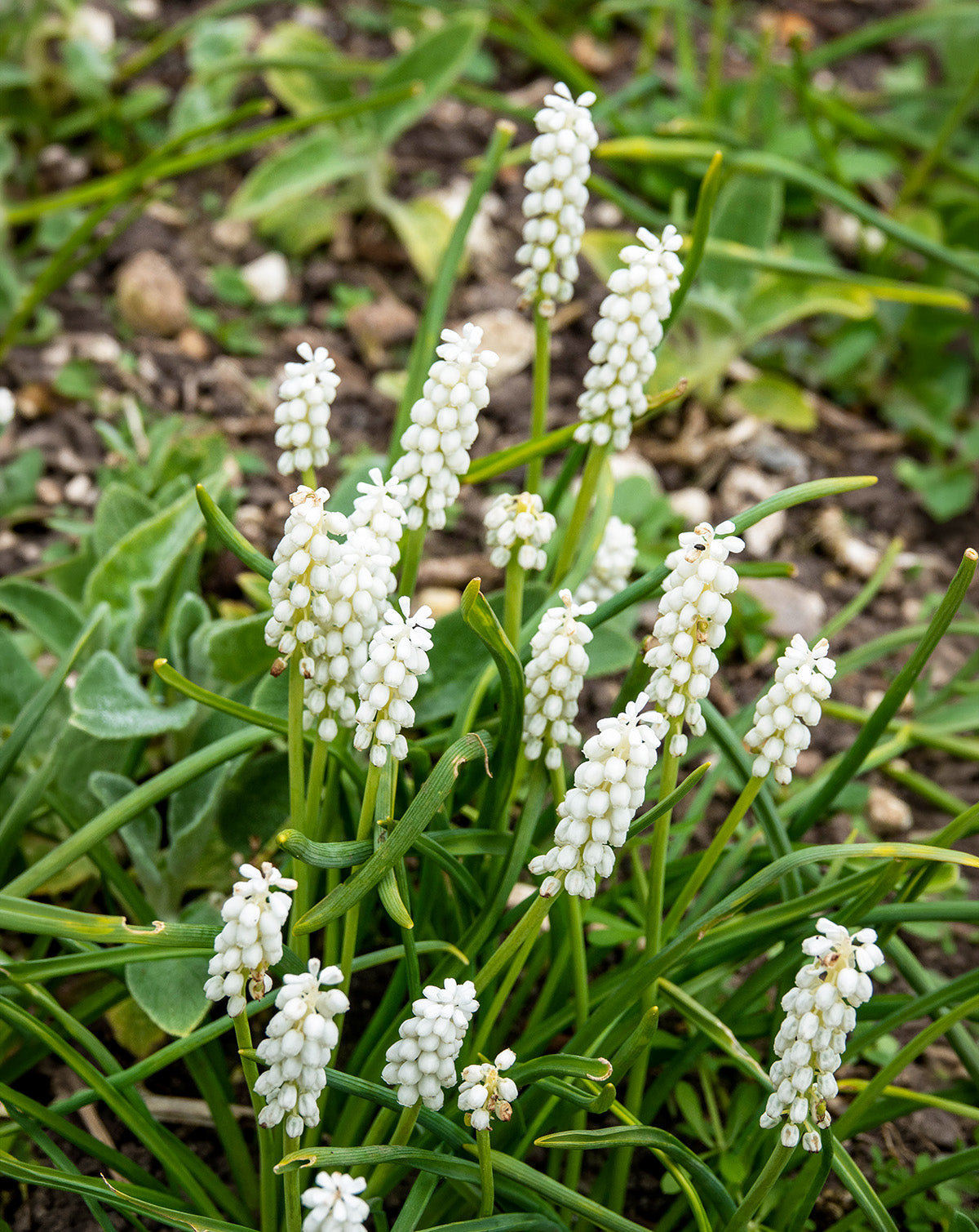 White Magic Muscari aucheri - 10 bulbs