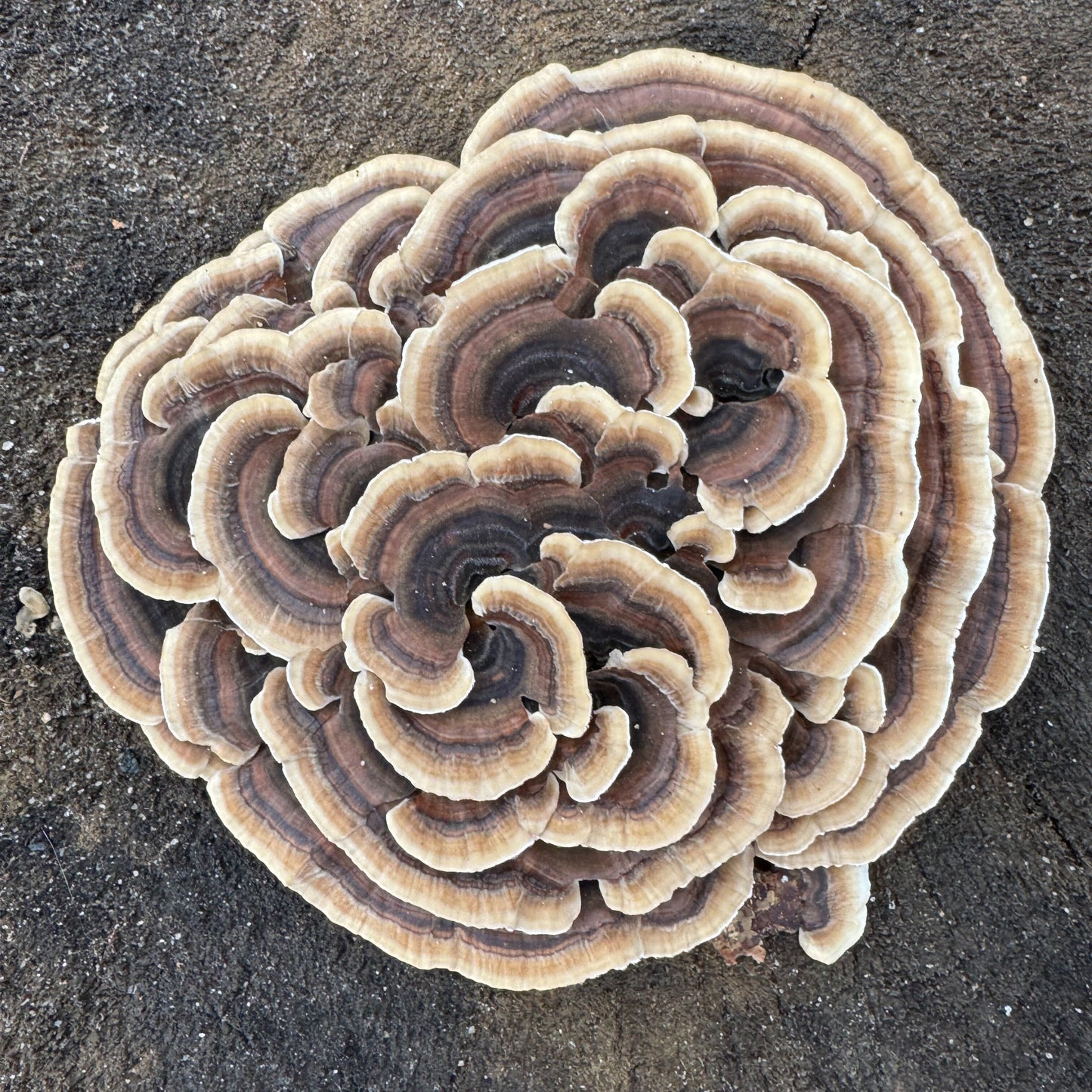 Mycomatrix TURKEY TAIL Adaptogenic Mushroom Extract - Blessings Grow Meadows -