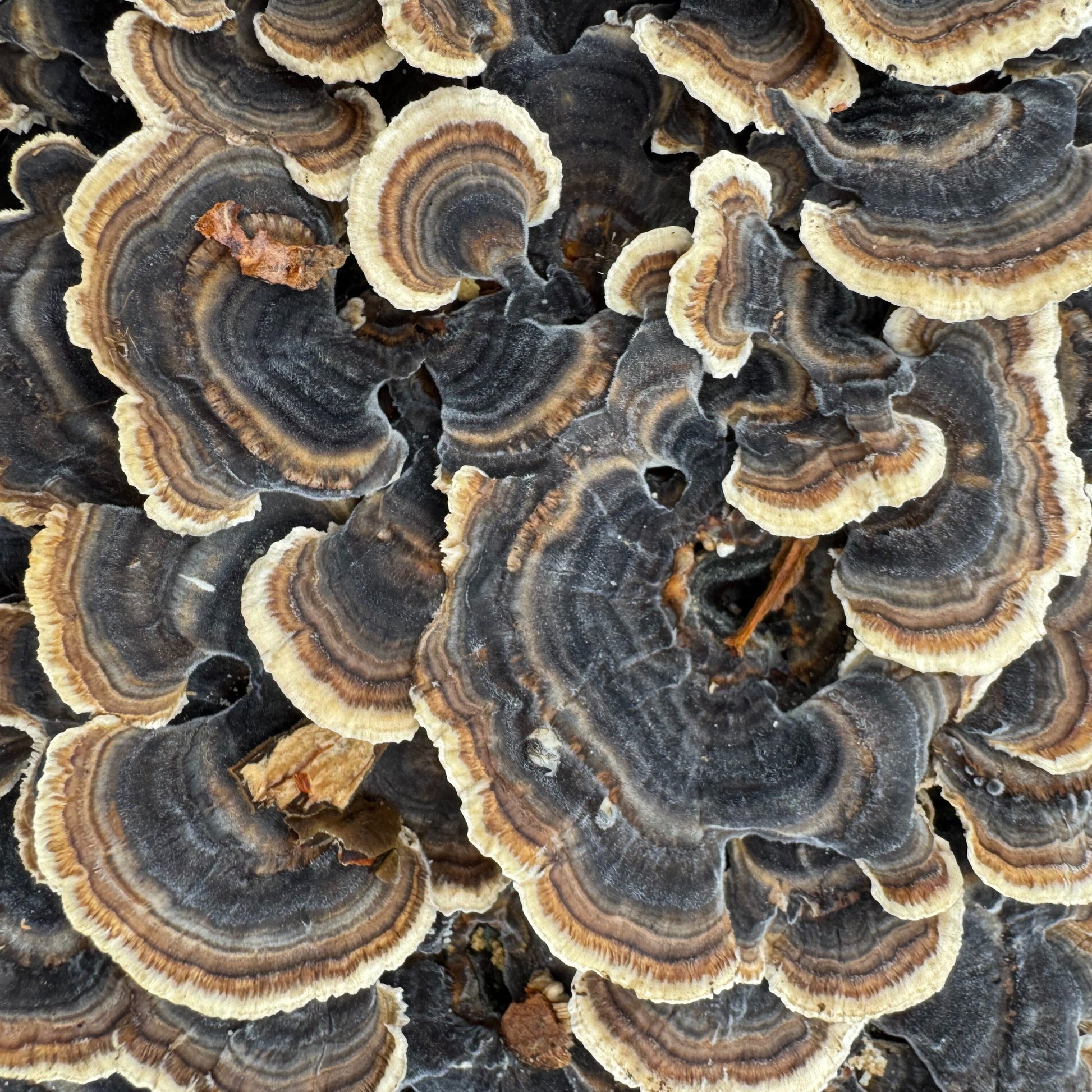 Mycomatrix TURKEY TAIL Adaptogenic Mushroom Extract - Blessings Grow Meadows -