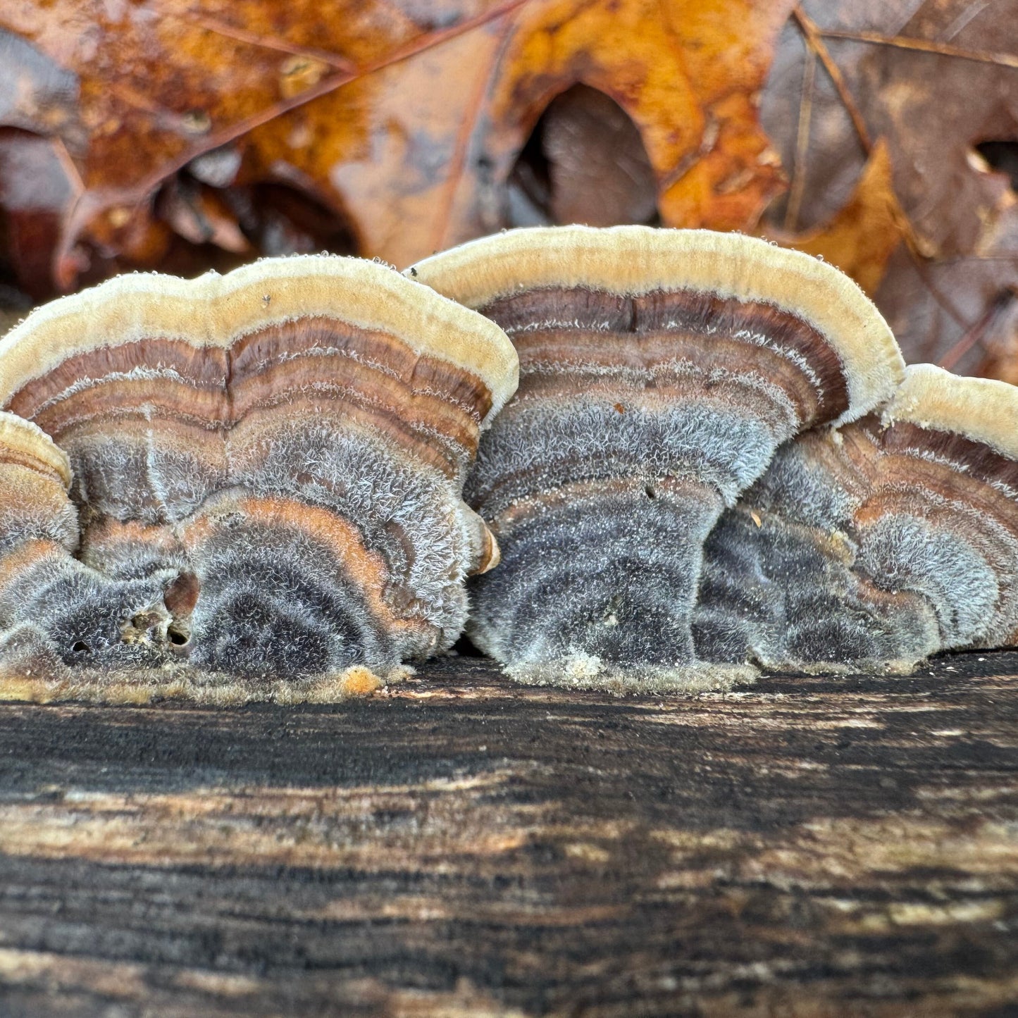 Mycomatrix TURKEY TAIL Adaptogenic Mushroom Extract - Blessings Grow Meadows -