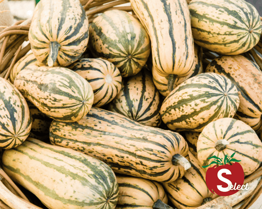 Honey Boat Delicata Squash Seeds - Blessings Grow Meadows