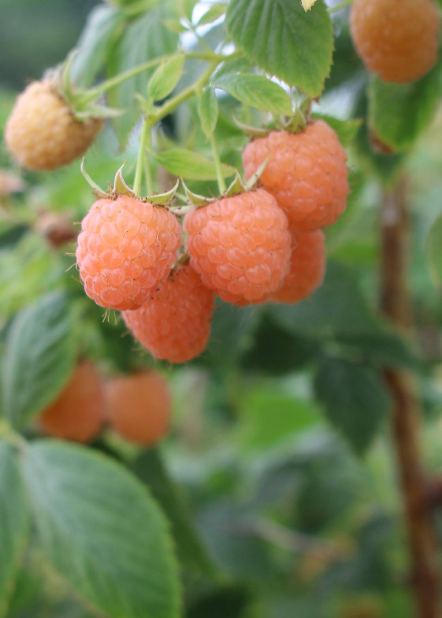Fresh double gold raspberries from The Farm On Central, showcasing their vibrant golden color and plump, juicy appearance.