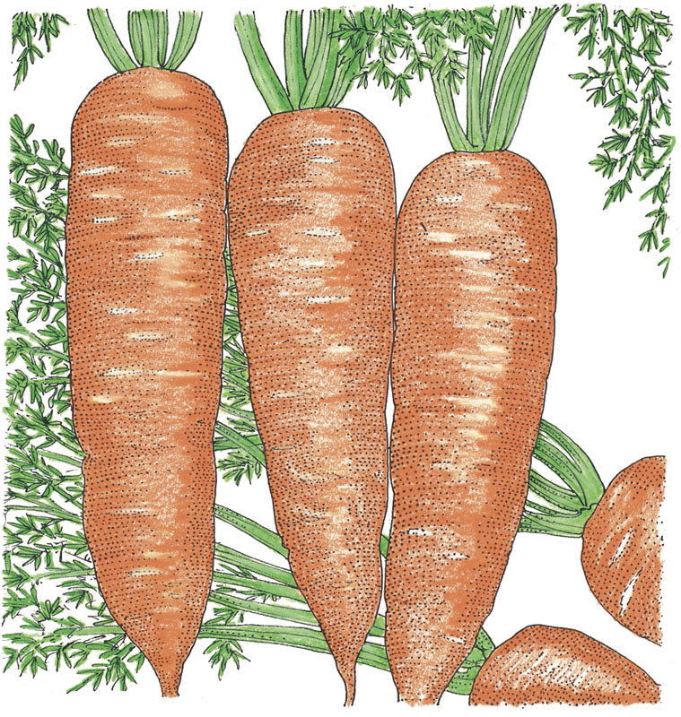 Napoli Carrot Seeds (Organic) - Blessings Grow Meadows