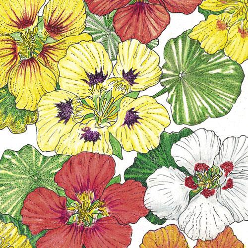 Nasturtium, Dwarf Jewel Mix (lb) - Blessings Grow Meadows