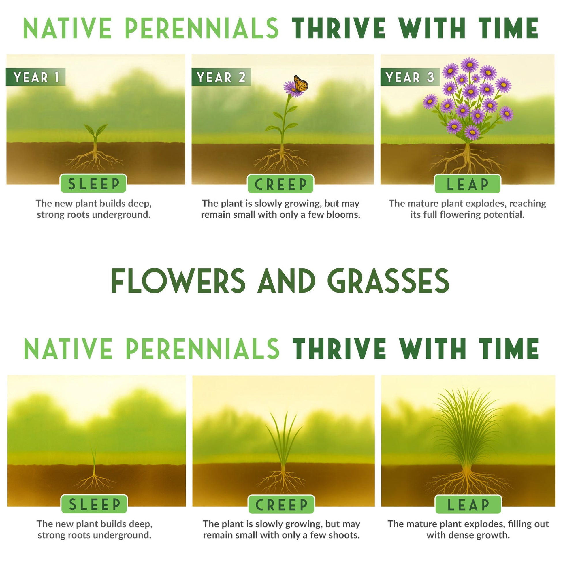 Native Habitat Seed Collection – 24 Native Wildflowers & Grasses for Pollinators, Meadows & Low-Maintenance Landscapes - SurvivalGardenSeeds ~ Blessings Grow Meadows