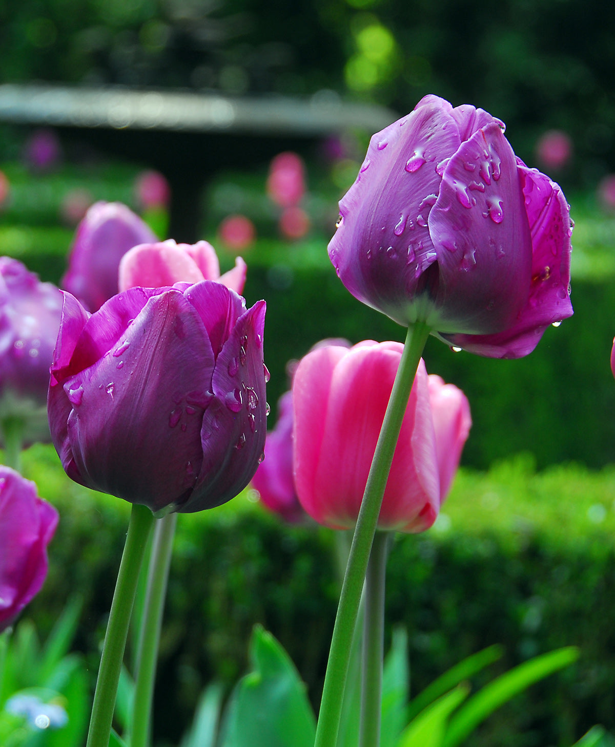 Negrita Triumph Tulip - 10 bulbs