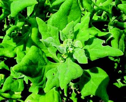 New Zealand Spinach Seeds - Blessings Grow Meadows