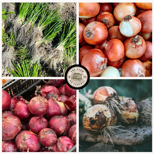 Long Day Onion Bundle from The Farm On Central featuring fresh, healthy onions with green tops and layered skin in a natural outdoor setting.