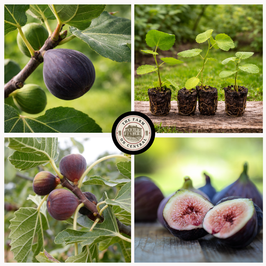 Northern Fig Trio by The Farm On Central featuring three fresh, ripe figs arranged on a rustic wooden surface.
