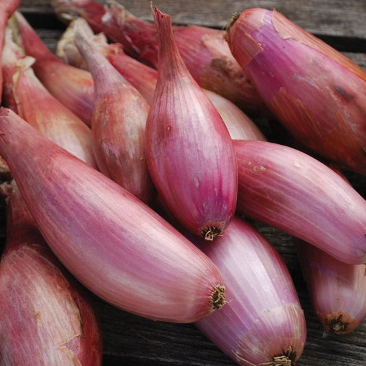 Zebrune Shallot - Blessings Grow Meadows