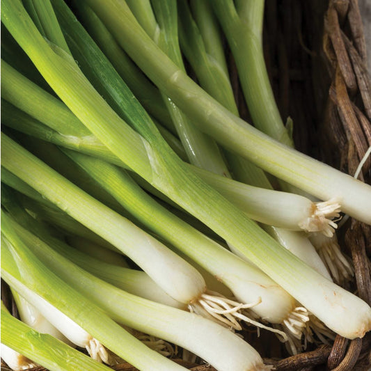 Nebuka Evergreen Bunching Onion - Blessings Grow Meadows