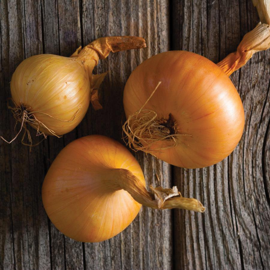 Utah Yellow Sweet Spanish Onion - Blessings Grow Meadows