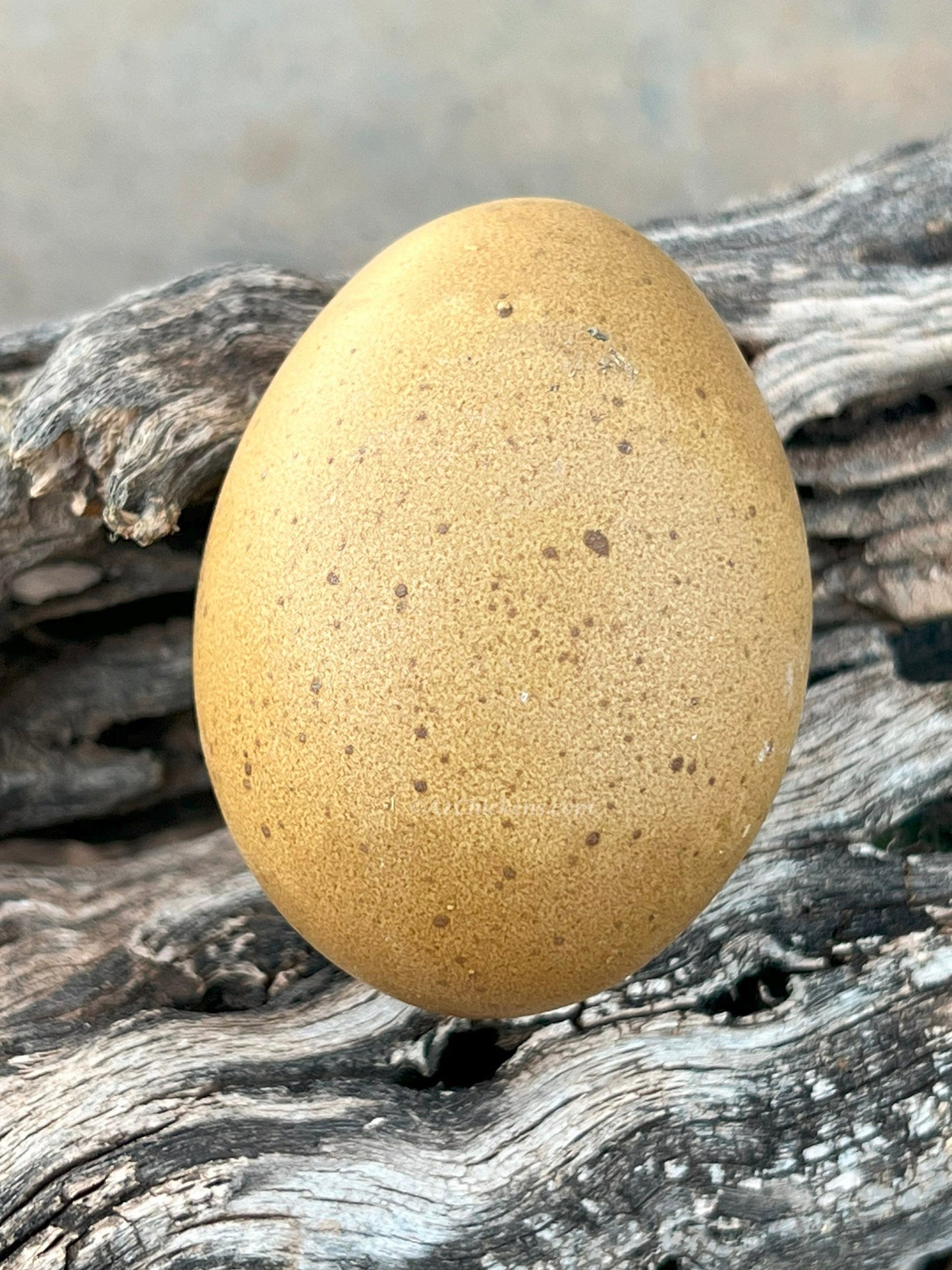 Olive Egger Chicks – Buy 10 + 5 Bonus Free (15 All-Female, Shipping Included) - Blessings Grow Meadows