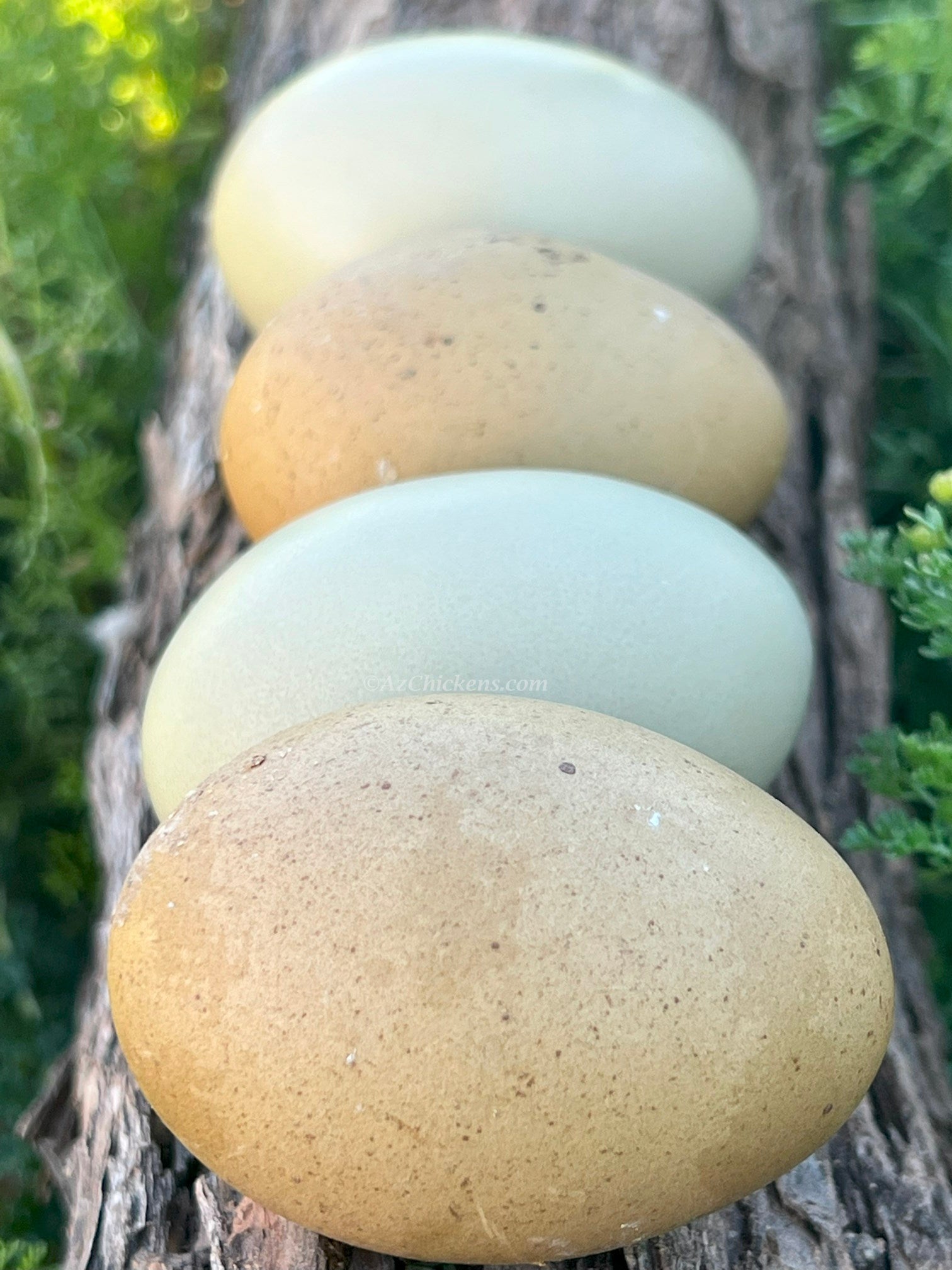 Olive Egger Chicks – Buy 10 + 5 Bonus Free (15 All-Female, Shipping Included) - Blessings Grow Meadows