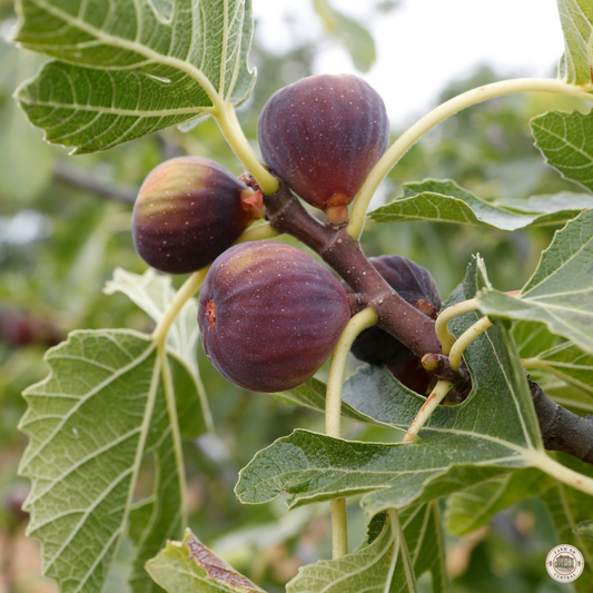 Olympia Hardy Fig Plugs from The Farm On Central showing fresh, ripe fig plugs with green leaves and vibrant purple figs.