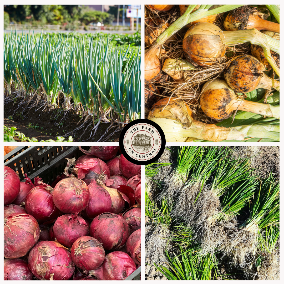 (Long Day) Redwing Onion Plants