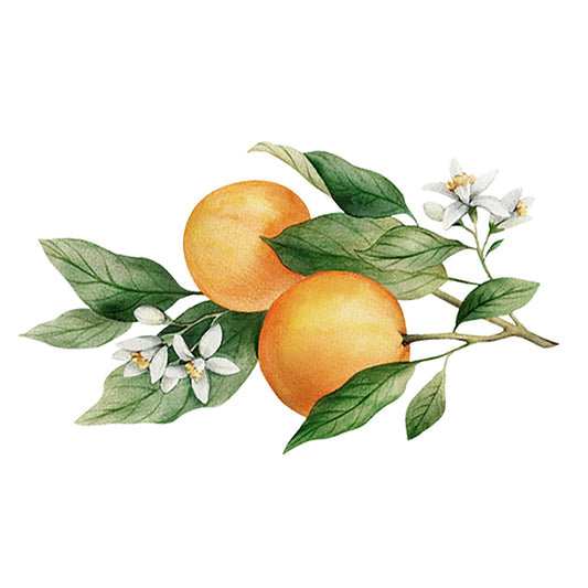 Two oranges with green leaves and white blossoms on a branch, illustrated on white—an ideal way to highlight the natural essence of Rustic Strength Orange Essential Oil, perfect for aromatherapy.