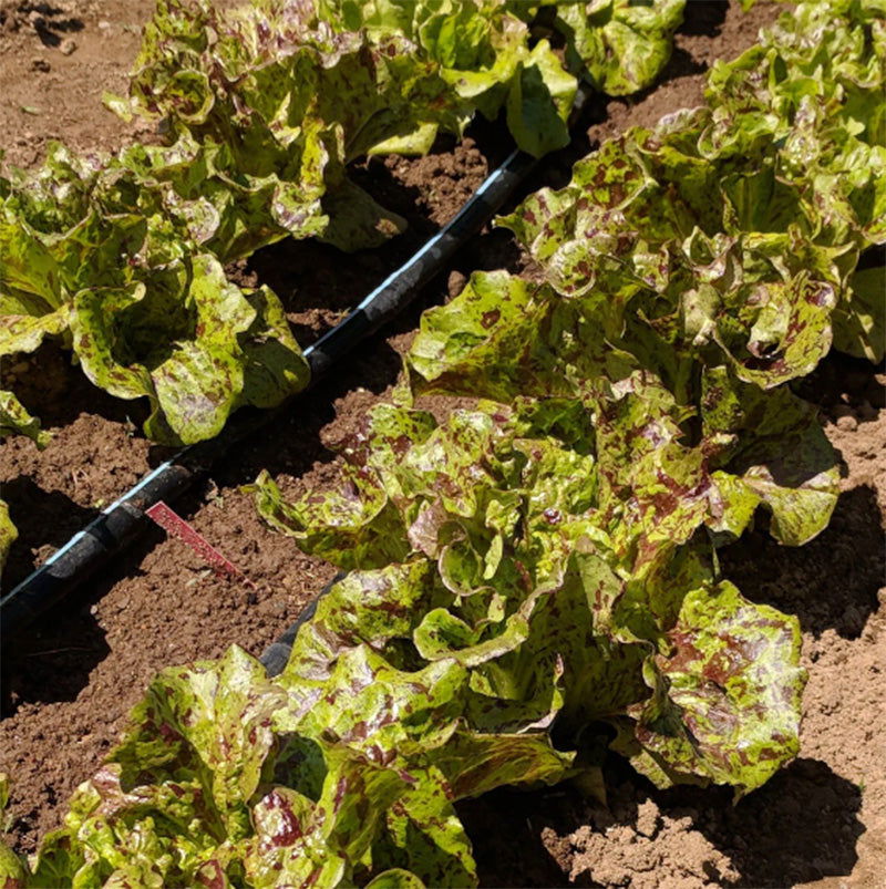 Organic Joker Lettuce Art Pack - Blessings Grow Meadows -