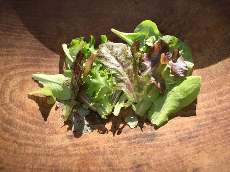 Organic Metta Lettuce Mix - Blessings Grow Meadows -