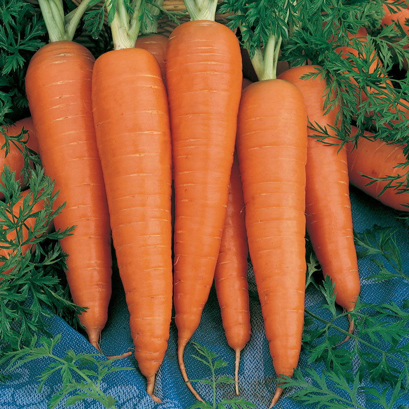 Organic Carrot, Danvers (1/4 lb) - Blessings Grow Meadows