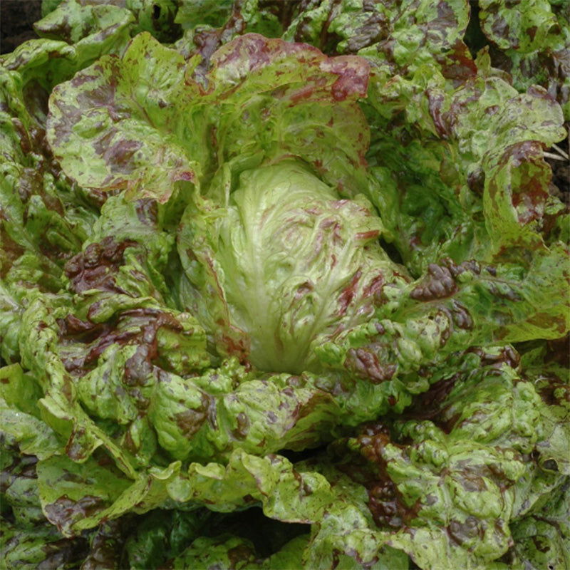 Organic Joker Lettuce Art Pack - Blessings Grow Meadows