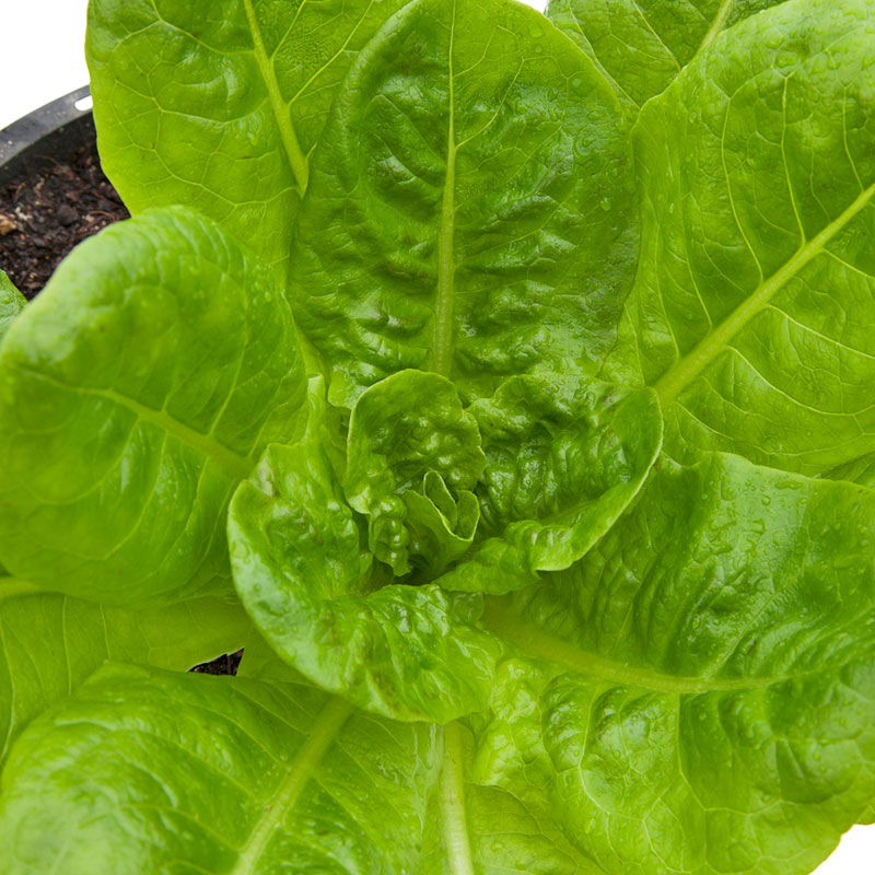 Organic Lettuce, Buttercrunch (1/4 lb) - Blessings Grow Meadows