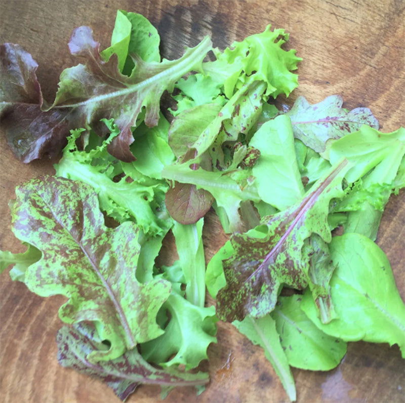 Organic Metta Lettuce Mix - Blessings Grow Meadows